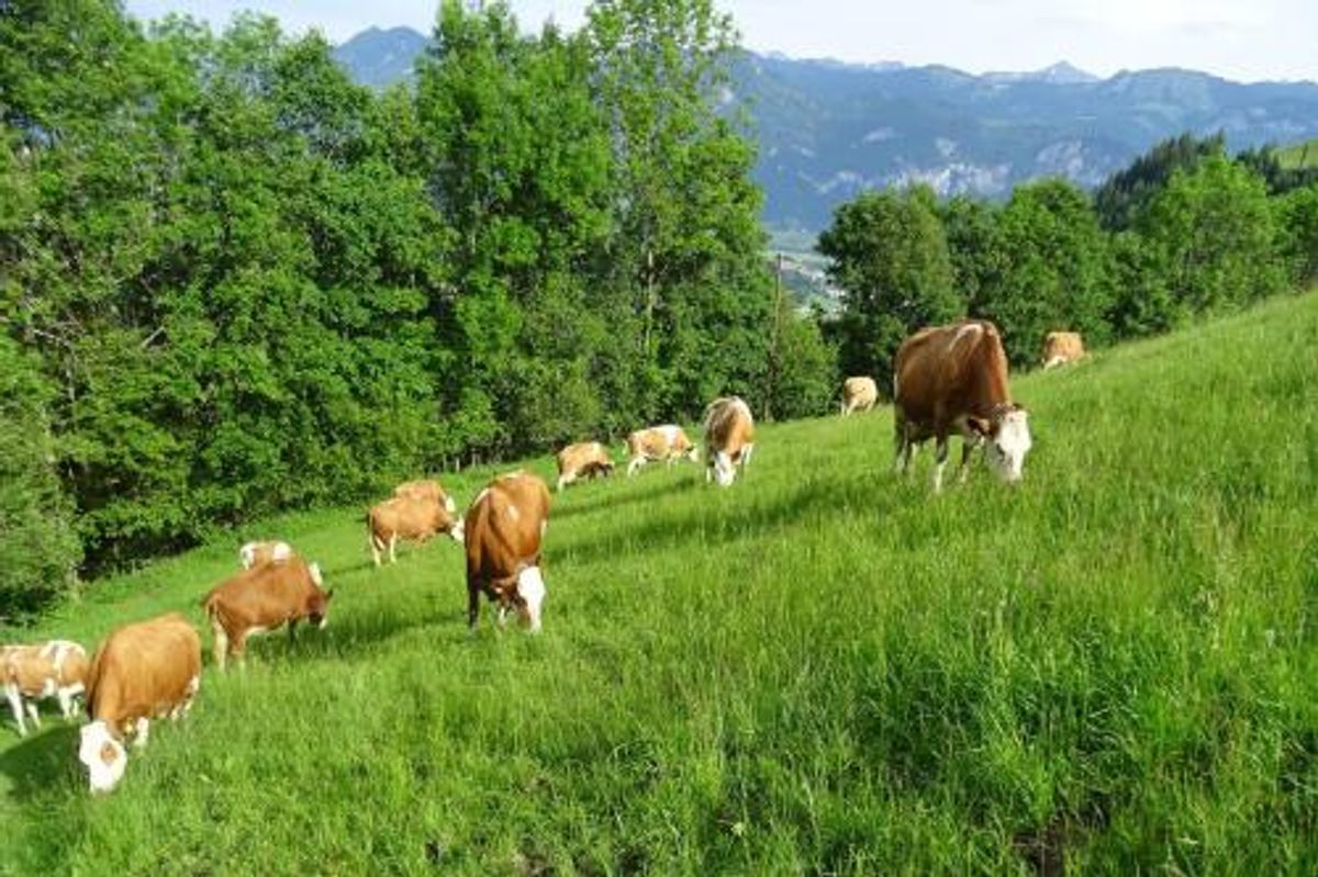 Image of Bio-Erlebnis-Bauernhof Thonnerhof
