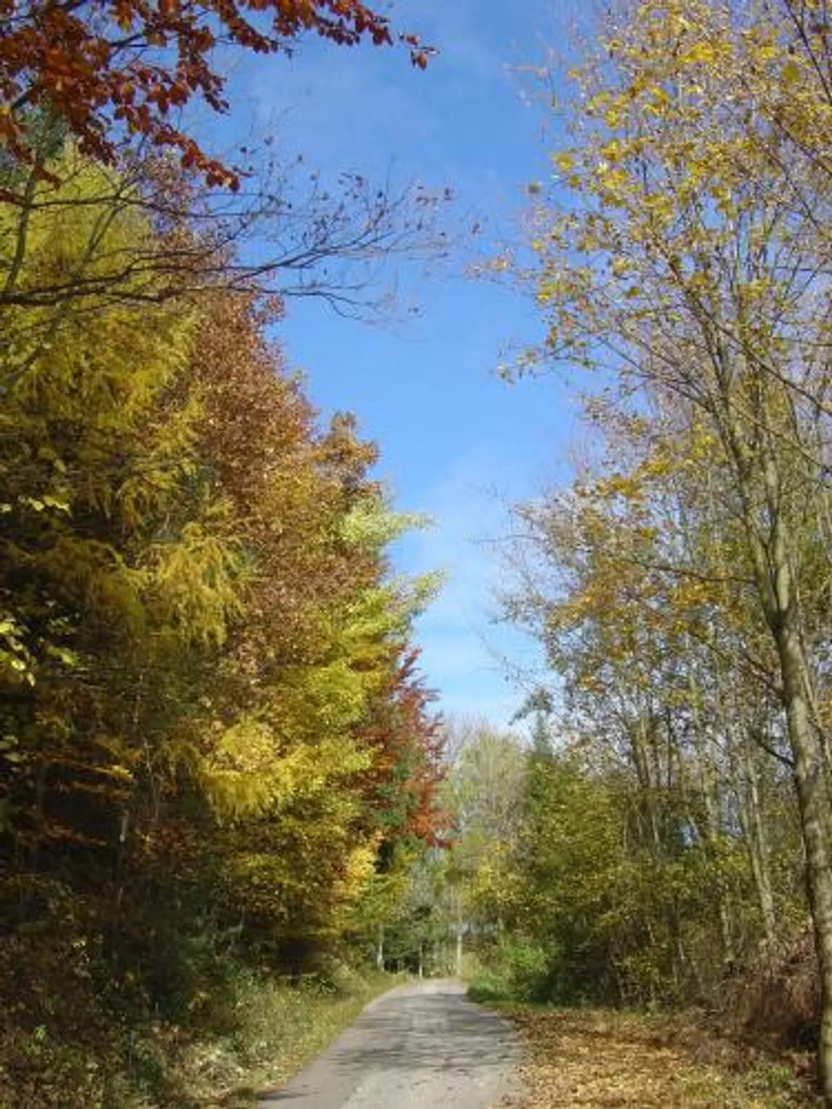 Image of Gölsenhof - Fam. Büchinger
