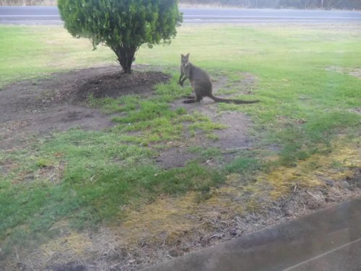 Image of Motel Dimboola