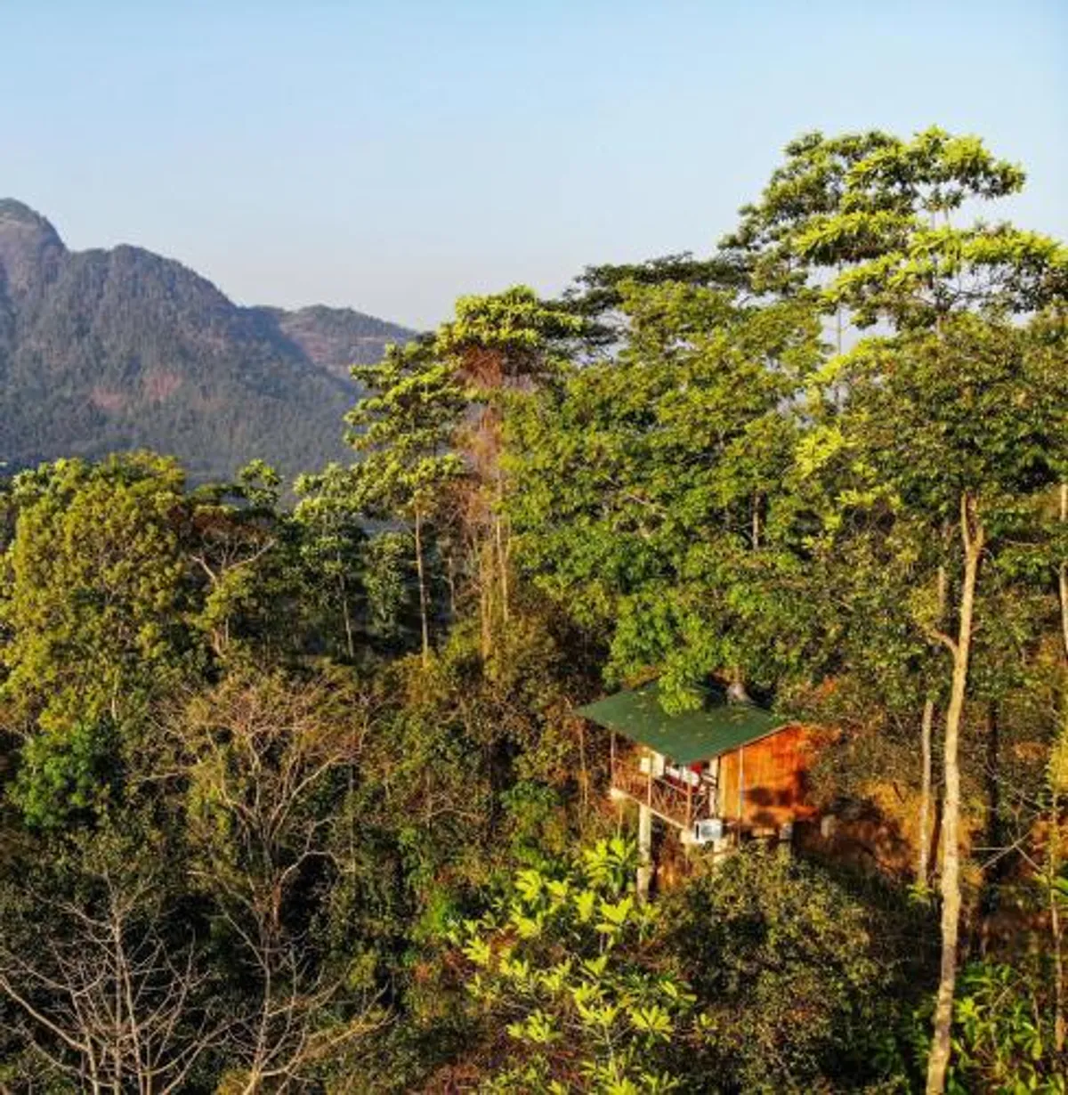 Image of Tree Houses by Jungle River