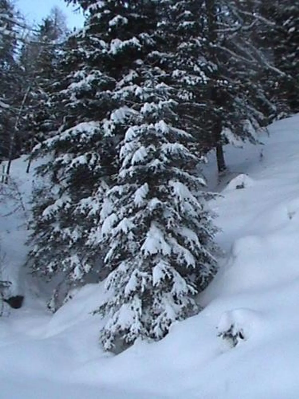 Image of Gasthof Leiter´s Hoamatl