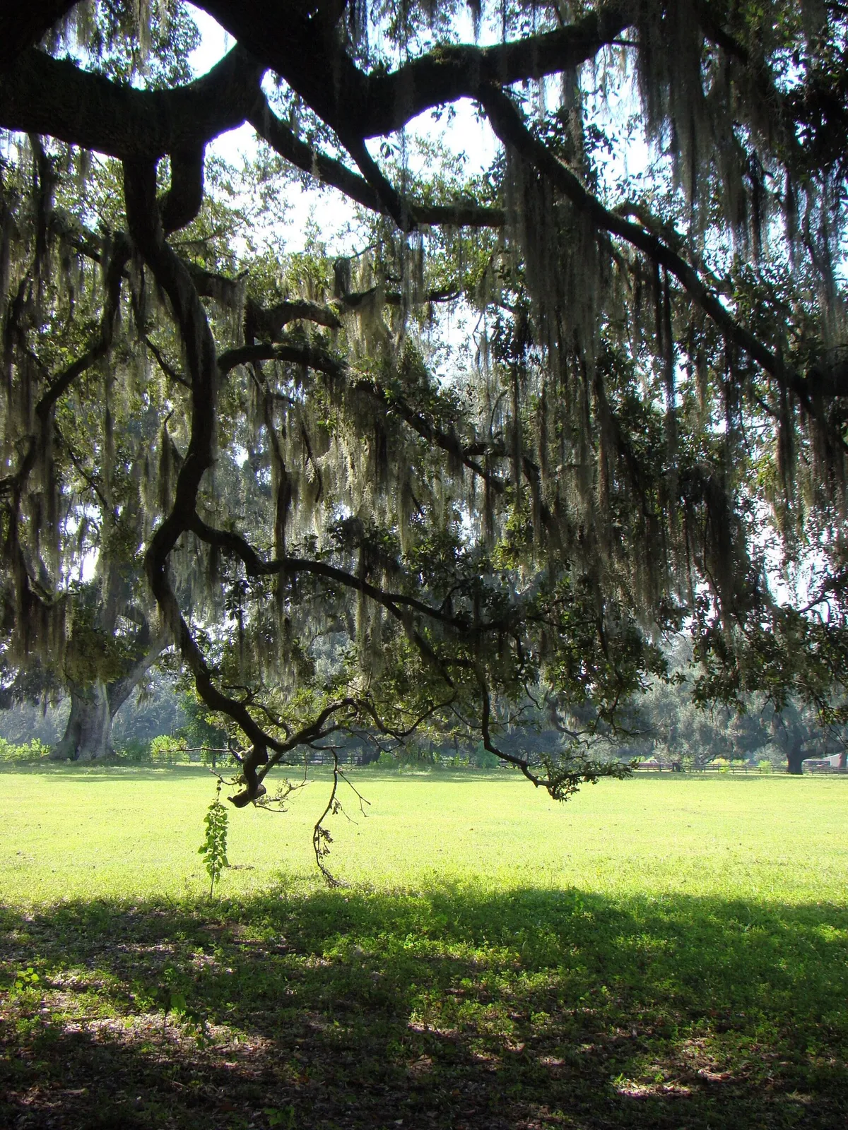 Image of The Inn at Middleton Place