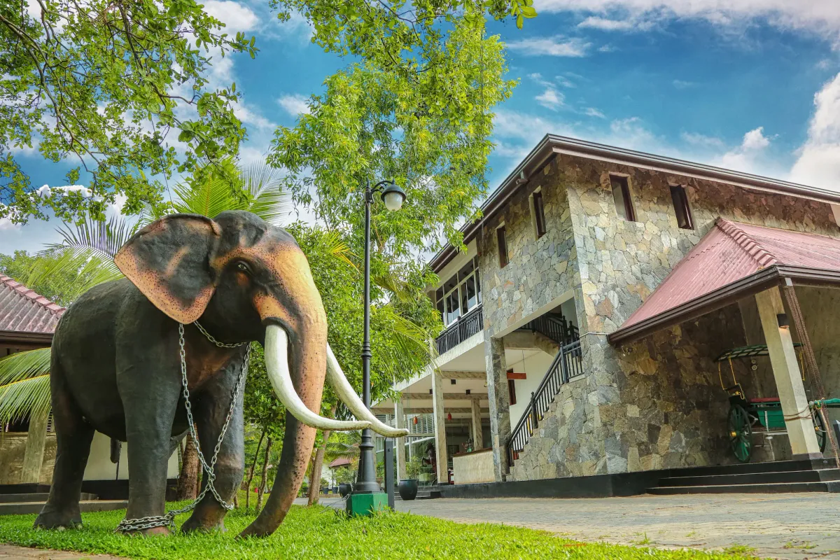 Image of Oak Ray Elephant Lake