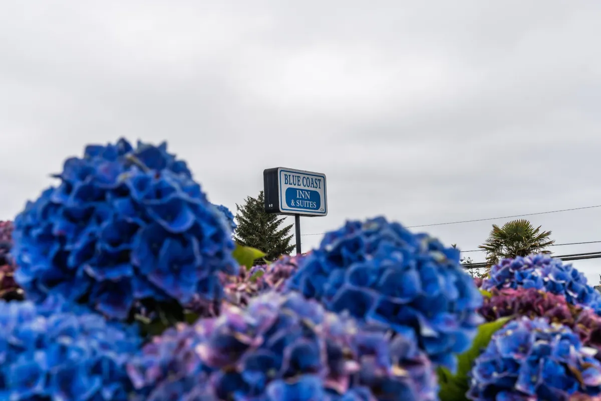 Image of Blue Coast Inn & Suites