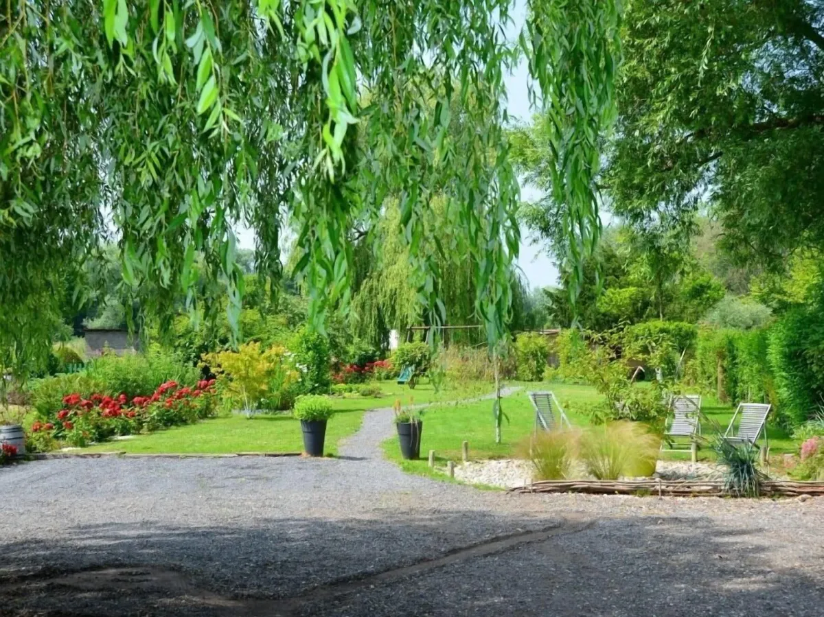 Image of Cléome