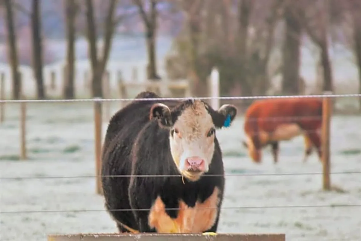 Image of King River Cottage