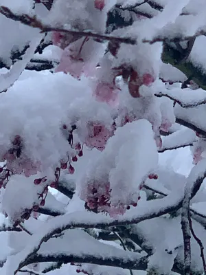 Image of Arlamont-Perfect For Large Families or Groups