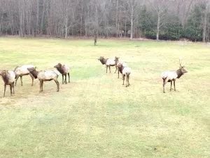 Image of Creekside Cabin Homestead in Elk County