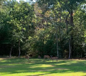 Image of Forest Lane Guest Quarters