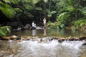 Image of Daintree Cascades