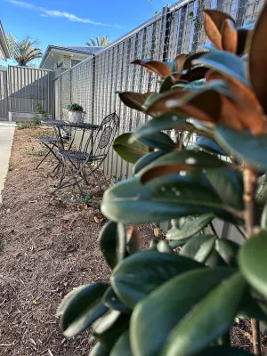 Image of Magnolia Little Gem