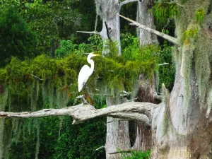 Image of New Guest House on Bayou with Spectacular view