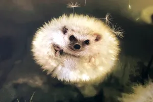 Image of Félix Le Renfrogné Aubagne-Cassis-Aix en Provence