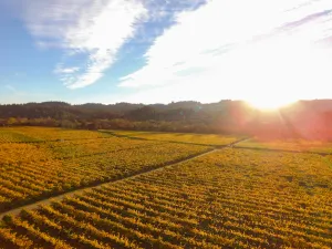 Image of Santini Farmhouse - Wine Tastings Included