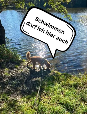 Image of Tiny House - Auszeit im Wald am Badesee