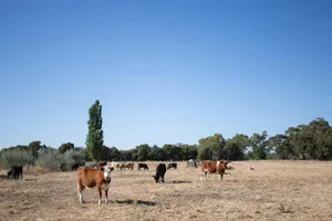 Image of Holiday home with BBQ