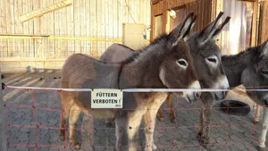 Image of Ferienwohnung Frostenegg