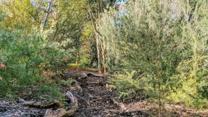 Image of Hakea Bush Cabin