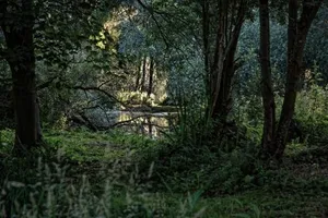 Image of Les Cabanes Des Marais