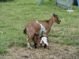 Image of La petite ferme de Pouillon - Parc animalier - aire de loisirs