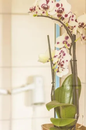 Image of Wilbergerhof RoyalThai