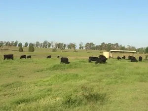 Image of Tranquil Vistas