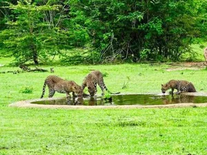 Image of Yala Leopard Mobile Camp