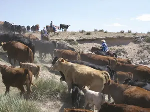 Image of Colorado Cattle Company Guest Ranch