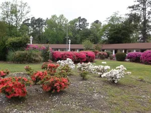 Image of Azalea Inn & Suites