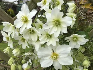 Image of Clematis House Gloucester Road
