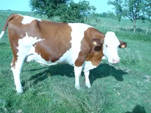 Image of Domaine des Charmilles