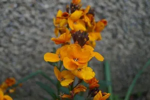 Image of Fleetham Lodge