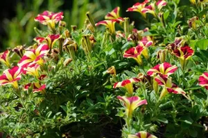 Image of Villa Lumina