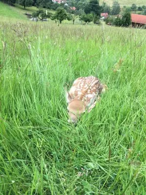 Image of Gasthof zur Sonne Winzenhohl
