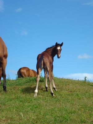 Image of Cbr Equine Cottage