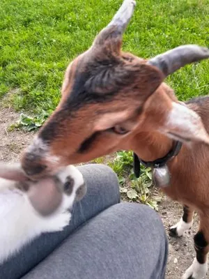 Image of Schorpenhof Pension