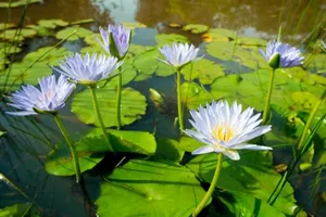 Image of Lilypad Luxury Cabins