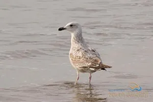 Image of Appartement Zee en Duinzicht 84