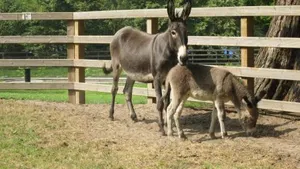 Image of Centre Bol Vert