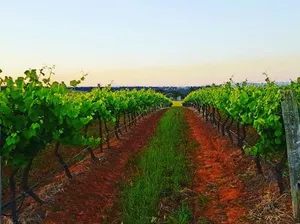 Image of Red Door Collective - RDC Vineyard Estate, Luxury Adult Only Stay