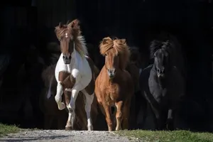 Image of Hotel Reitzentrum Hausruckhof e U