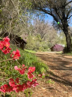 Image of Bear Creek Cabins