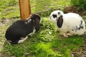 Image of Bauernhof Siedler