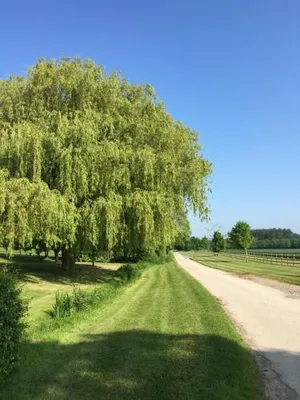 Image of Dovecote