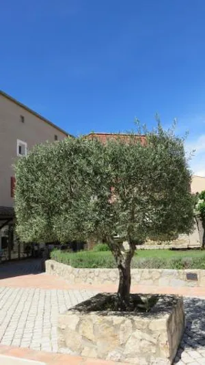 Image of Auberge des Salles