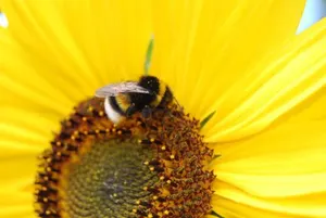 Image of Hotel Schmidt