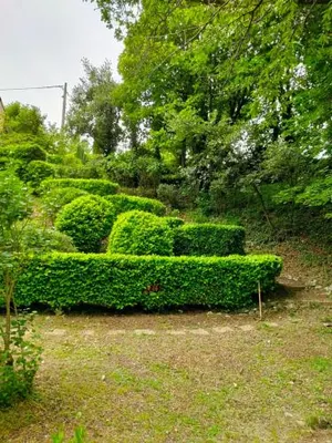 Image of La clairière