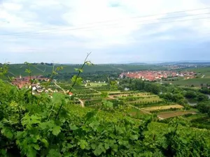 Image of Ferien- und Winzerhof Ute Braun