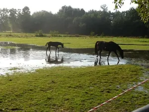 Image of Hotel Up de Birke
