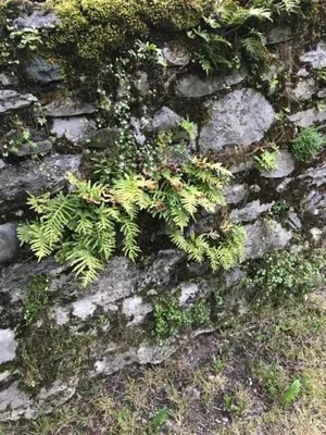 Image of LE LOGIS LE PIC DU MIDI et LE LOGIS LE COL D'ASPIN